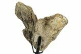 Fossil Triceratops Vertebra Section w/ Metal Stand - South Dakota #350629-2